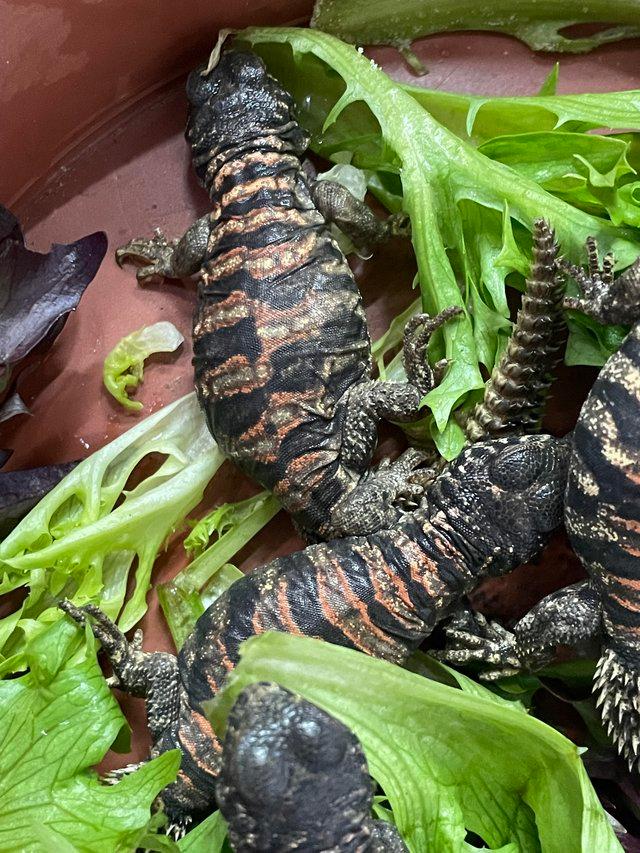 Preview of the first image of Baby Ornate Uromastyx for sale.