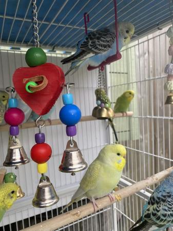 Image 4 of 16 weeks old baby budgies, all colours
