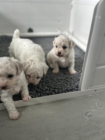Image 6 of Bishon frise pups for sale