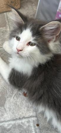 Image 7 of *1 KITTEN LEFT* Pedigree Maine Coon Kitten for sale