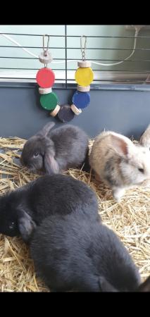 Image 4 of Gorgeous French Lop Baby Rabbits