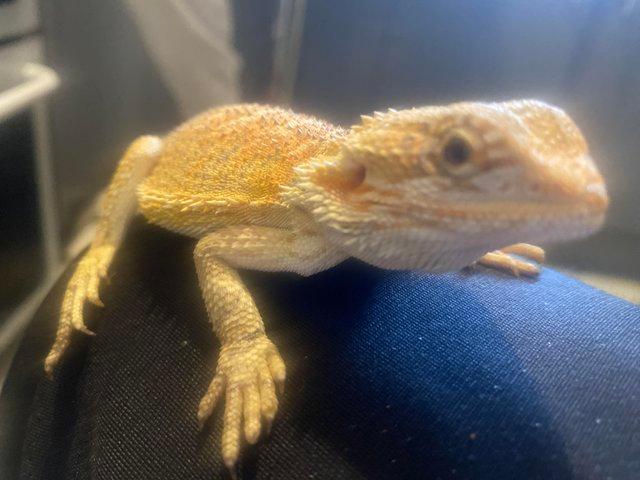 Preview of the first image of Tiger het blue bar bearded dragon.