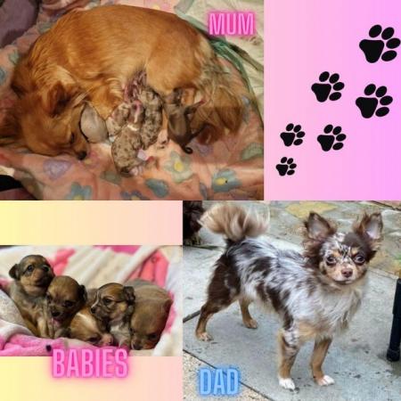 Image 2 of Special Chihuahua puppies
