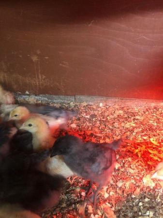 Image 1 of Various breed Female Chicks and Pol Available