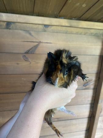 Image 5 of Male Guinea Pigs Ready To Leave
