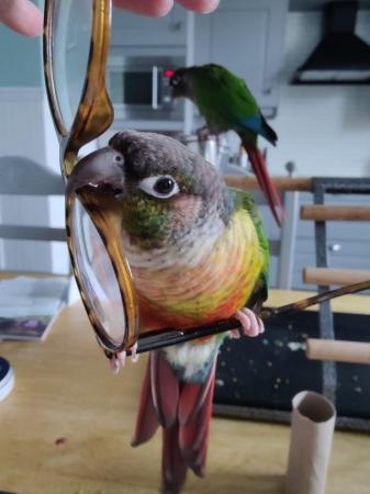 Image 8 of Green Cheek Conures Max & Rosie