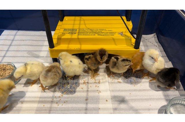 Image 2 of *** hybrid chicks available ***