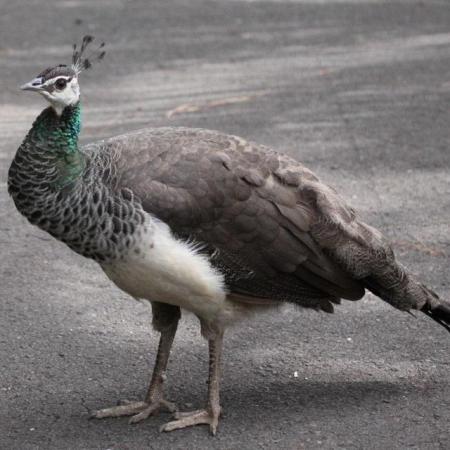 Image 3 of Indian Blue Female Peahen 1 year old