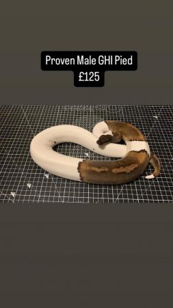 Image 3 of Ball Royal Python Snake Pied Het Clown Female Male