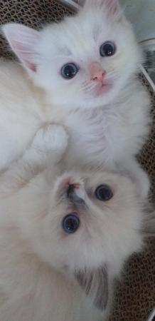 Image 1 of Pure Breed Ragdoll Kittens