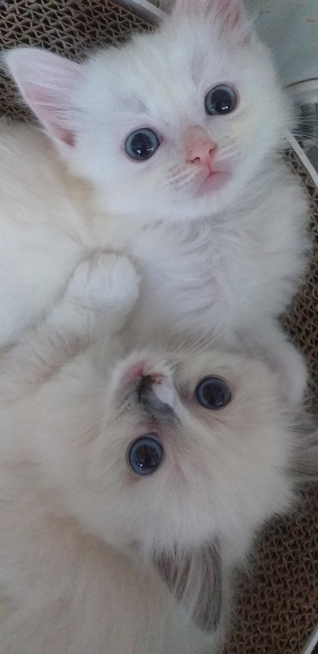 Preview of the first image of Pure Breed Ragdoll Kittens.