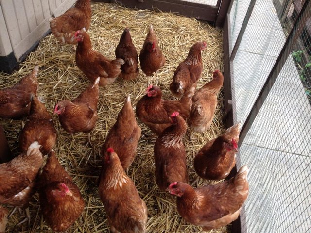 Preview of the first image of Fully vaccinated hybrid hens.