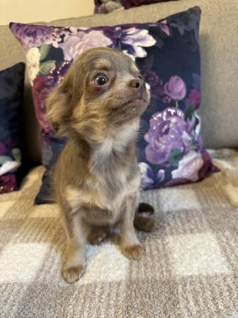 Image 8 of KC Reg, Chihuahua Lilac and Tan puppies XXS READY NOW