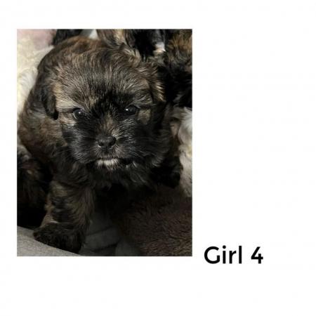Image 7 of 4 Beautiful Shorkie Puppies for sale - Shih Tzu Cross
