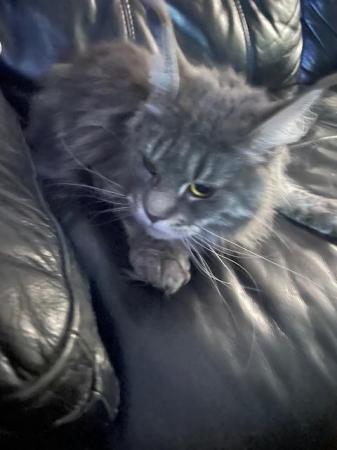Image 4 of Maine Coon 2 year old female blue tabby