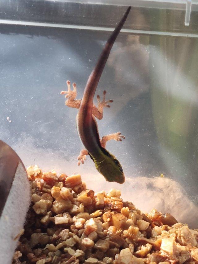 Preview of the first image of Phelsuma Klemmeri/Neon day gecko's.