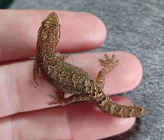 Image 3 of Two Mourning geckos for sale