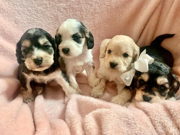 Image 1 of 7 gorgeous cockapoo pups for sale