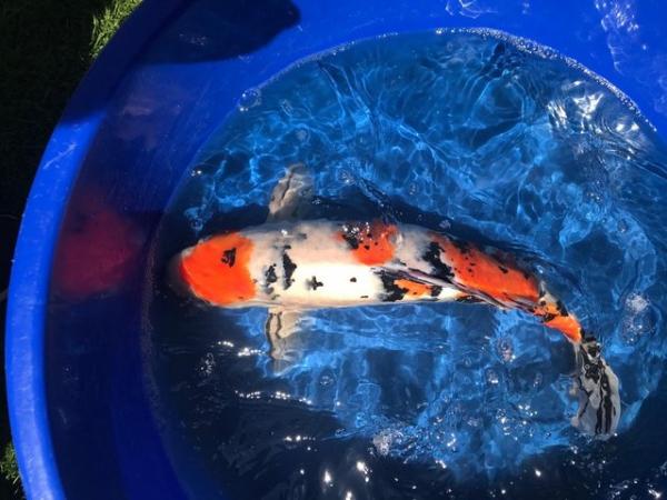 Image 5 of 12 Japanese Koi for sale