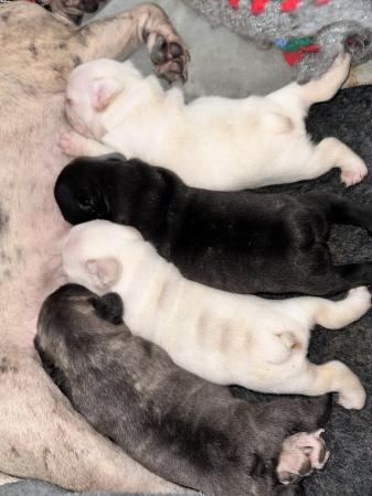 Image 10 of READY TO LEAVE FRENCH BULLDOG PUPPIES