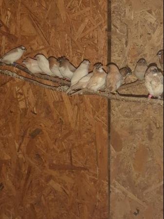 Image 7 of Beautiful 2023 hatched Bengalese finches