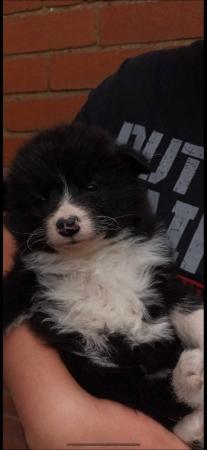 Image 6 of Border collie x puppies for sale