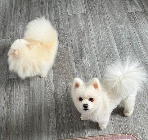 Image 10 of Very Long coat white tiny Russian teddy type Pomeranian fema