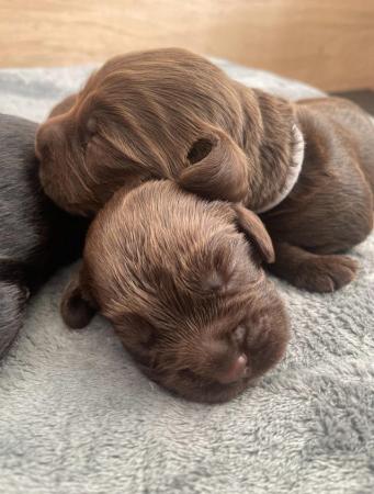 Image 9 of NEW LITTER - COCKER SPANIEL PUPPIES