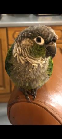 Image 2 of Beautiful green cheeck conure parrot