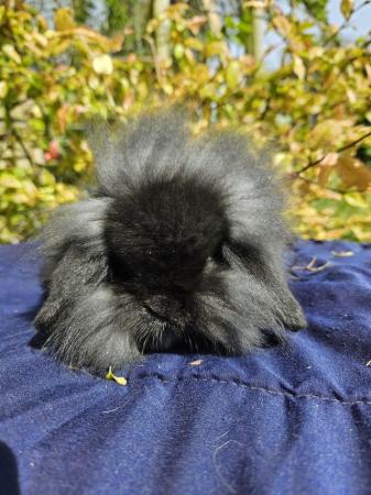 Image 2 of Beautiful mini lion lop boy looking for a new home