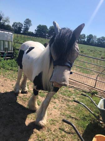 Image 2 of Sharer wanted for 14 hh chunky cob