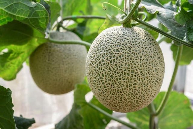 Preview of the first image of 1x Cantaloupe Melon Plant - Easy Growing Melon Plug Plant.