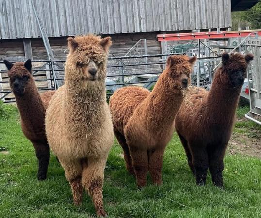 Image 2 of Male weaning alpacas ready to go