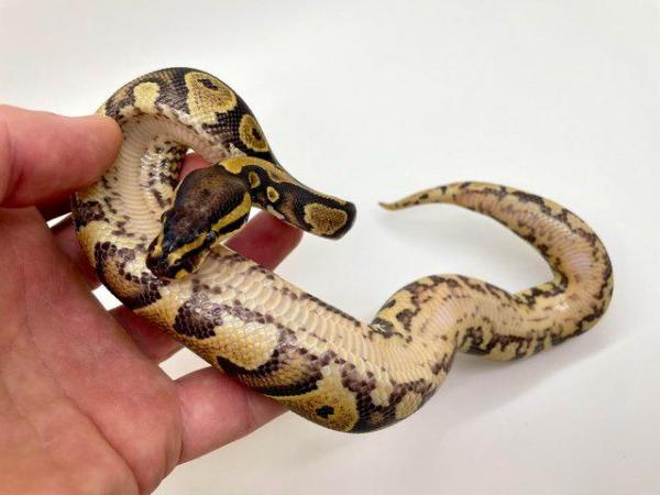 Image 5 of Female yellow belly 100% dh pied ghost/hypo