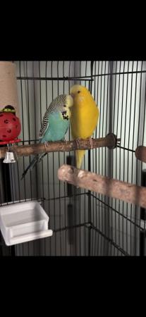 Image 2 of Budgies for sale in Peterborough