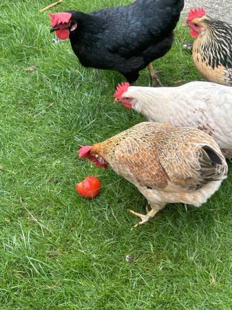Image 1 of 8 point of lay hens and a cockerel