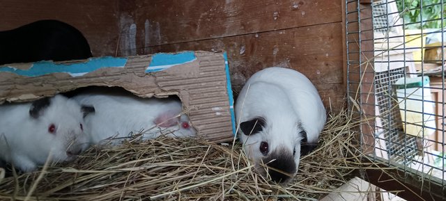 Image 1 of Baby young adult guinea pig boars