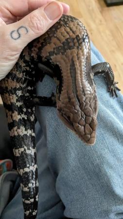 Image 4 of 1.5 year old Blue tongue Skink and set up.