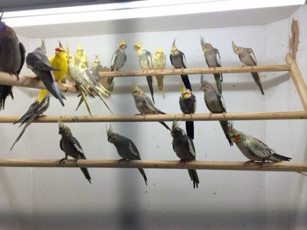 Image 5 of Stocked Bird List at Warrington Pets & Exotics
