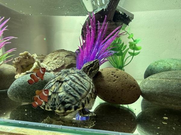 Image 5 of 3 musk turtles 18 months old