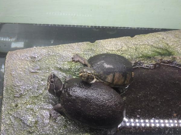 Image 4 of Musk turtles with tank and filter