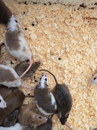 Image 3 of Various Rats and multis Asf for sale