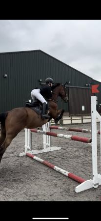 Image 3 of 16.2hh 12yo AES Mare BSJA or BE