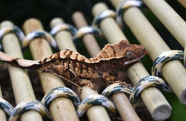 Image 4 of Stunning crested gecko hatchling with Tikis Geckos lineage