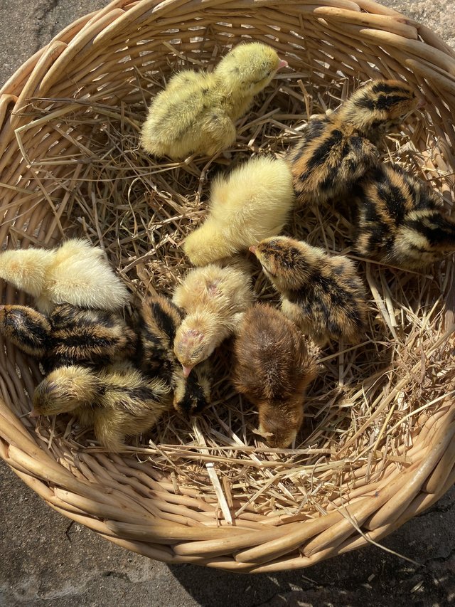 Preview of the first image of Newly hatched quail chicks £4.