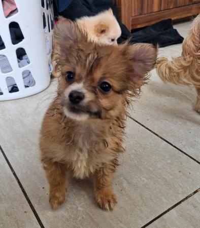 Image 21 of 2x Male Pomchi Puppies for Sale!