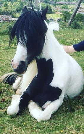Image 1 of Welsh cob for sale 6 years old