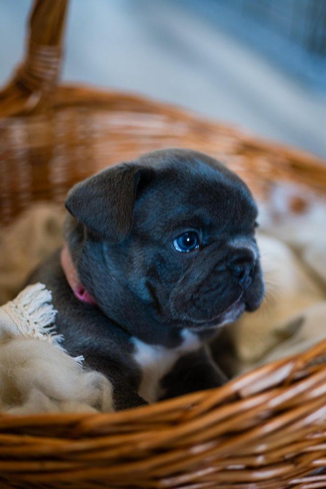 Preview of the first image of 9 weeks old french bulldog pups.