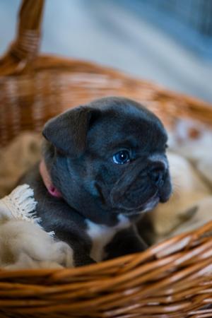 Image 1 of 9 weeks old french bulldog pups