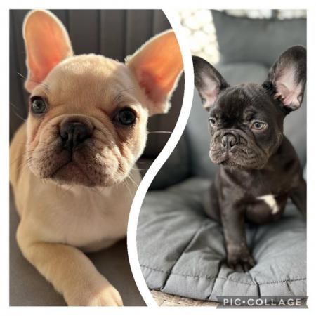 Image 1 of *Ready now* Beautiful KC Registered French bulldog puppies